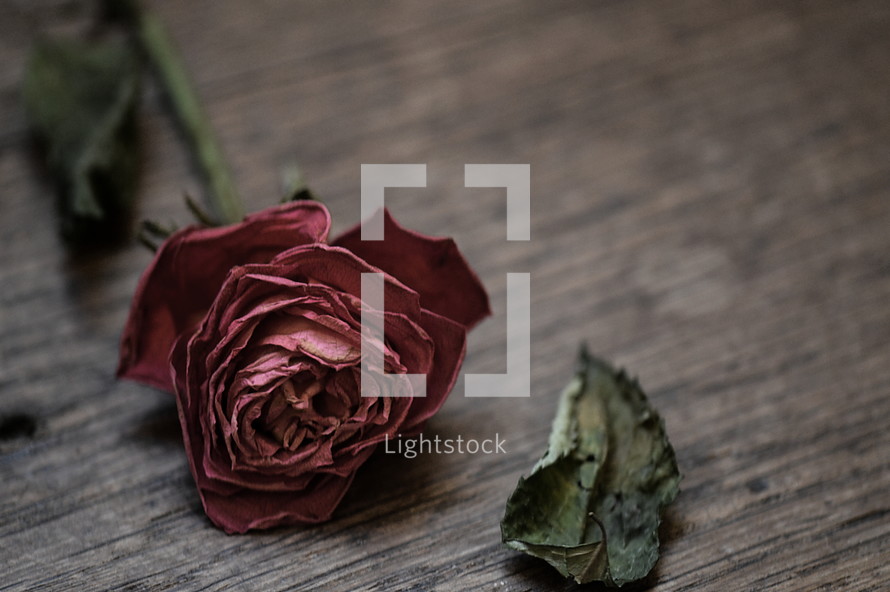 Withered rose on a wood table.