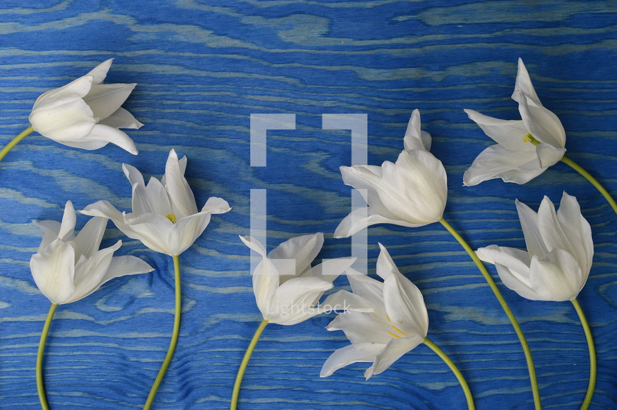 white flowers on a blue wood background 