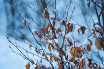 Snowy tree branch with dried leaves
