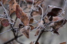 Frozen and dried leaves  on the branch