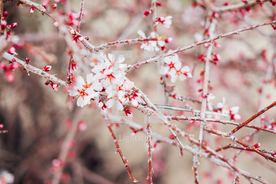 spring blossoms on branches 