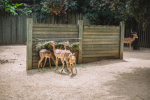 Roe deer in a zoo