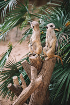 Meerkats on a timber
