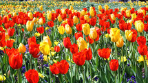 field of spring tulips 