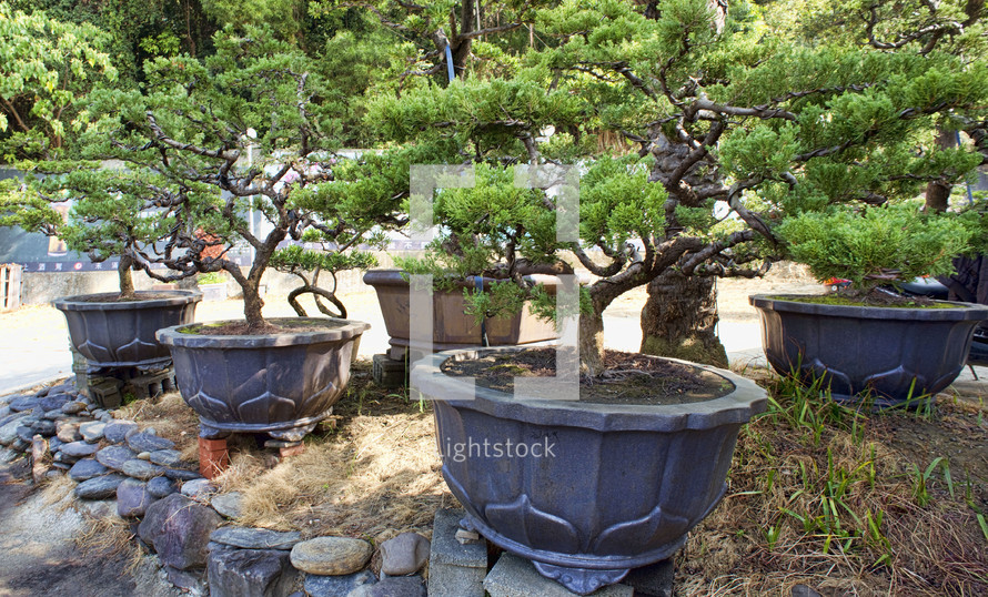 potted bonsai trees 