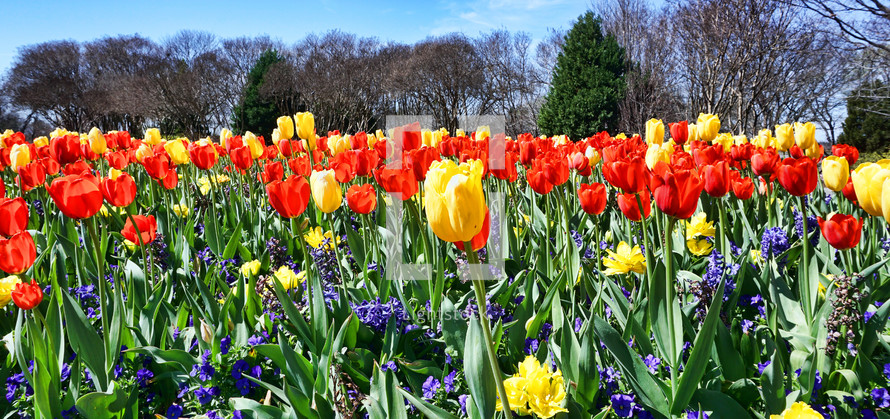 garden of spring tulips 