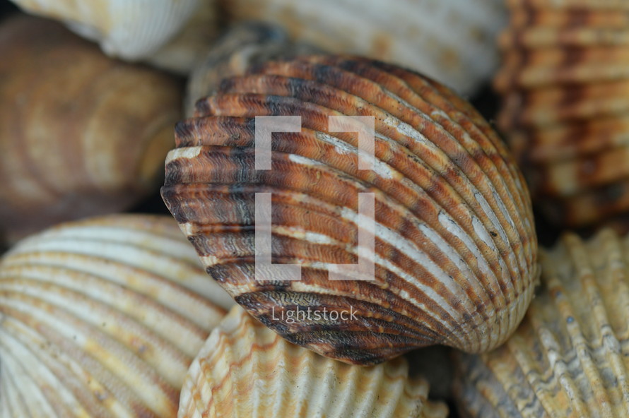 mulicolored weatherworn seashells, shells 
