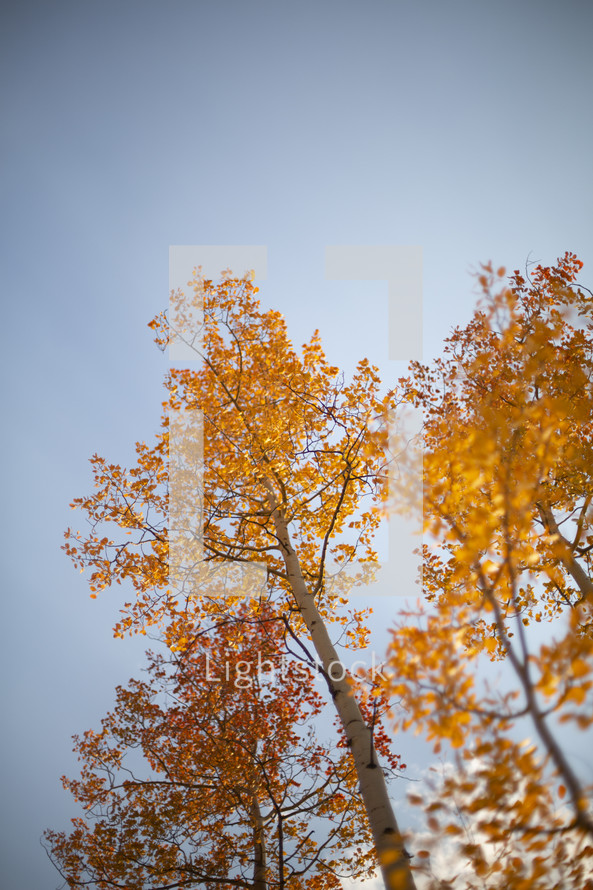 orange fall leaves on trees in a forest 