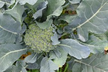 Close up of broccoli growing