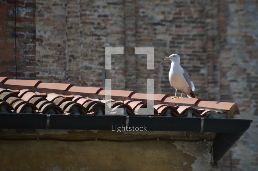 seagull on a tile roof 