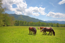 Horses grazing in field surrounded by mountains.