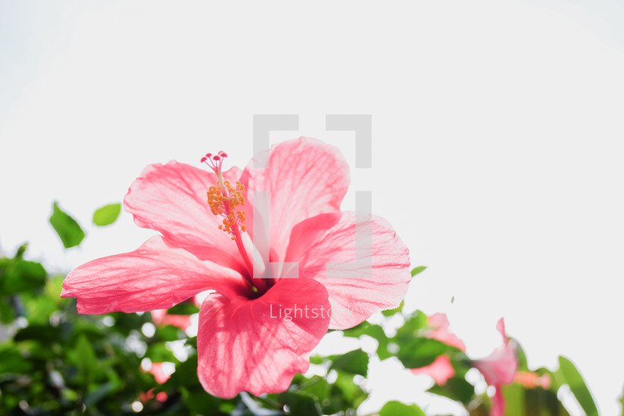 pink hibiscus flower 