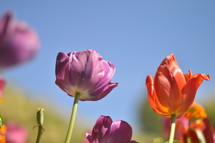 tulips in front of blue sky