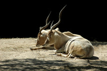 Two antelope with twisted horns, laying on the ground