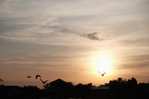 birds flying over a house at sunset 
