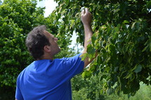 a man looking at leaves on tree in an orchard 