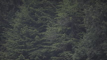 trees in an evergreen forest 