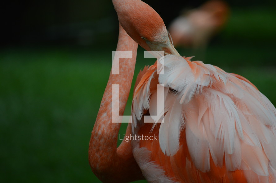 flamingo with an itch 
