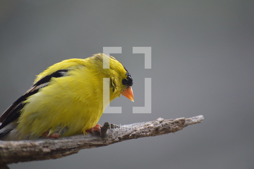 yellow bird, yellow finch