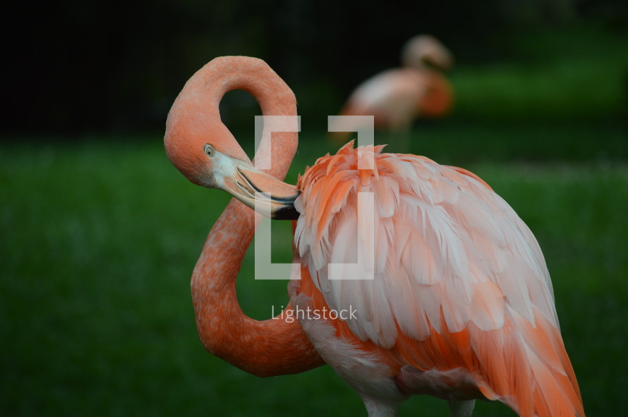 flamingo 