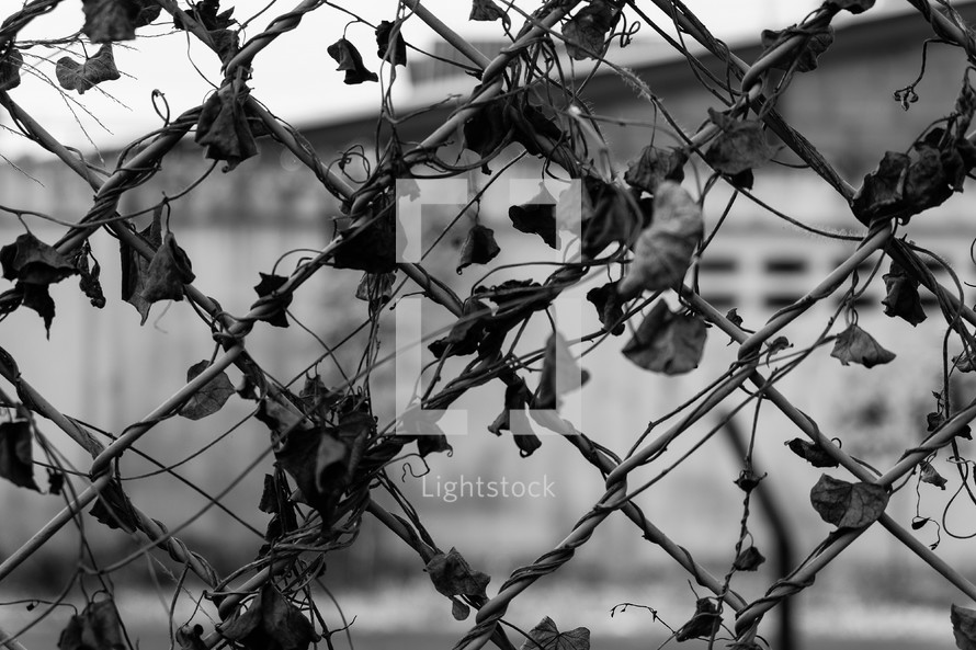 vines on a chain link fence 