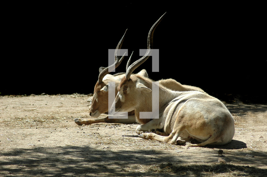 Two antelope with twisted horns, laying on the ground