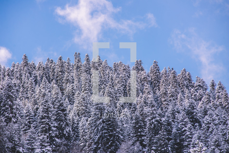 Blue sky and sunlight on the snowy spruce forest 