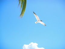 seagull in flights