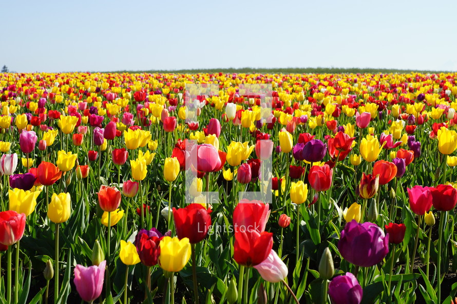 field of colorful tulips 