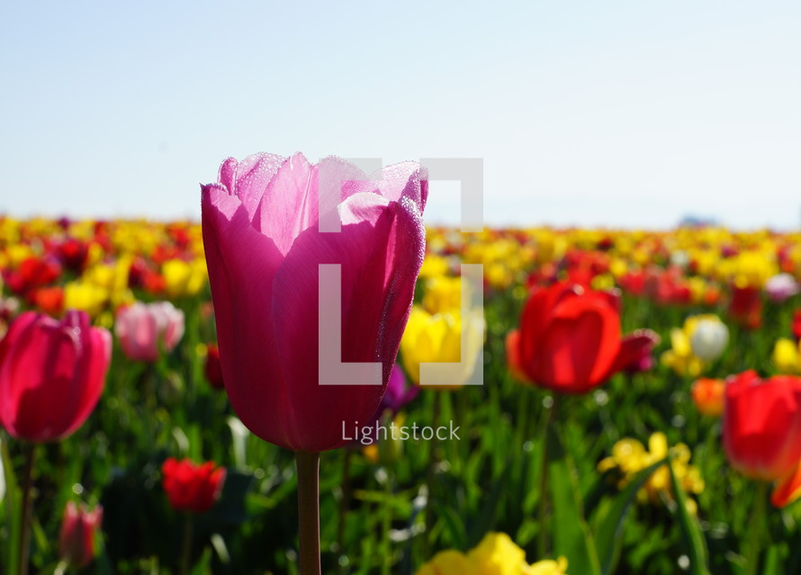 a field of colorful tulips 