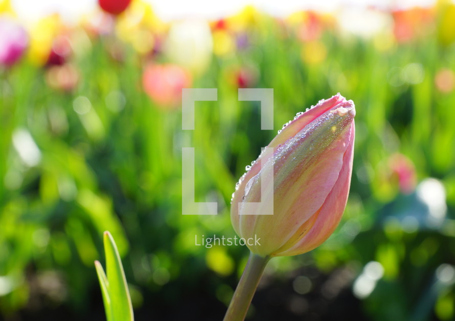a closed tulip  