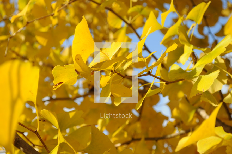 yellow ginkgo leaves 