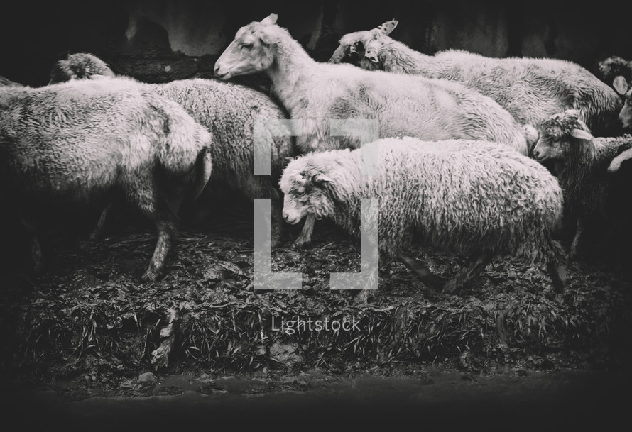 Sad sheep black and white portrait