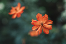 Orange flower in spring