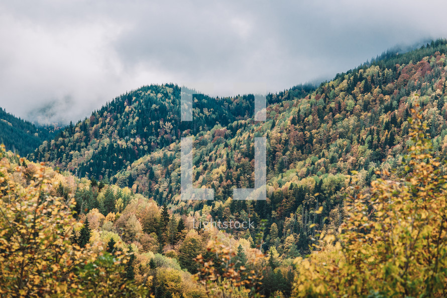 Autumn in the mountain forest