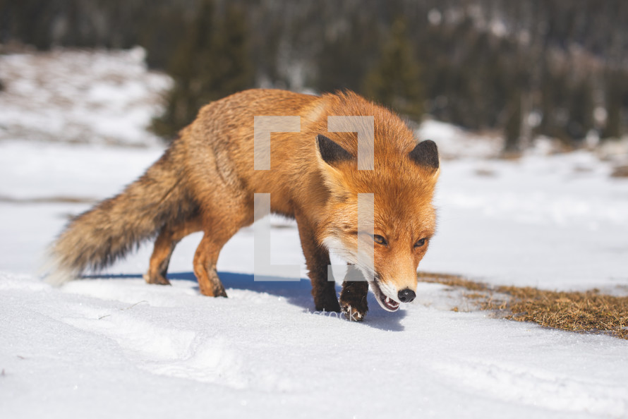 Close up of red fox in the snow