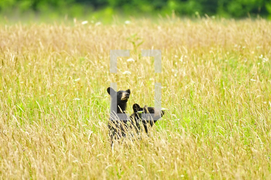black bears in a field 
