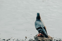 pigeon standing on a rock 
