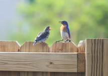 mother and baby bird on a fence