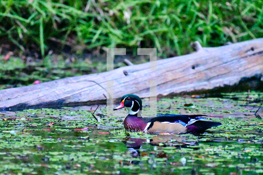 Wood Duck on a farm pond, Piedmont of North Carolina