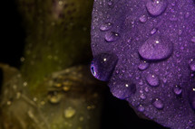 An up-close, macro photograph of a flower petal with a moisture from a recent rain.