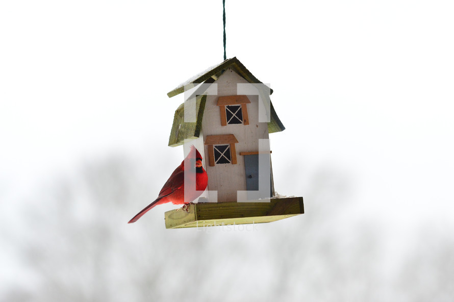 cardinal on a bird feeder 