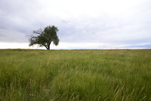 lone tree in a field of green grass 