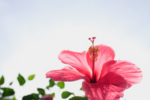 hibiscus flower 