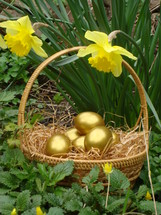 gold colored Easter eggs in a basket and yellow daffodils outdoors 