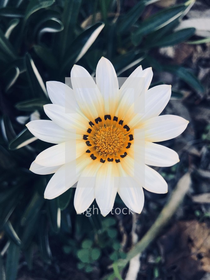 White flower with yellow and purple ring