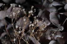 Dried flowers floral leaves