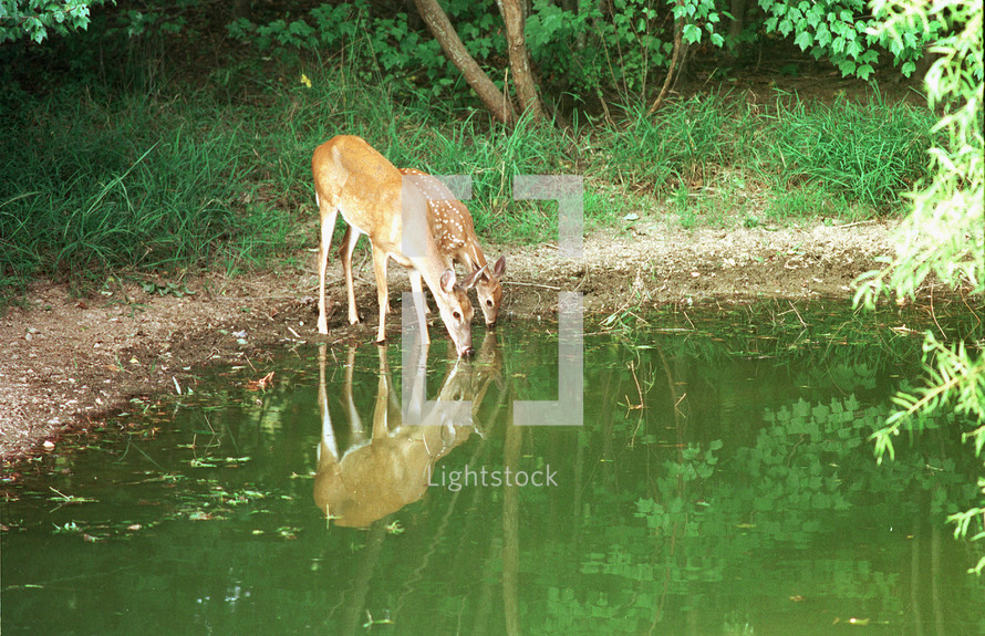 deer drinking water from a pond 