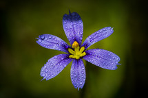 An up-close, macro photograph Blue-eyed grass with a purple or blue flower smaller than a dime with a yellow center.