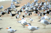 A large group of Sea Gulls gathered together on the beach shore in the morning searching for food.  